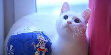 娱乐吃瓜君猫神,揭秘猫神背后的神秘故事
